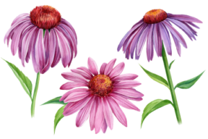 Echinacea flower-zonnehoed
